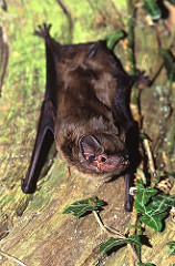 Noctule_small_BCT