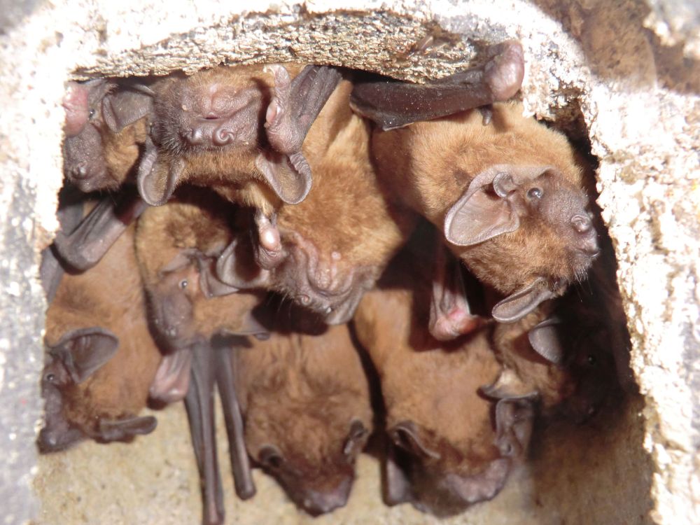 120414 - addhills - noctule2 - rsz q8